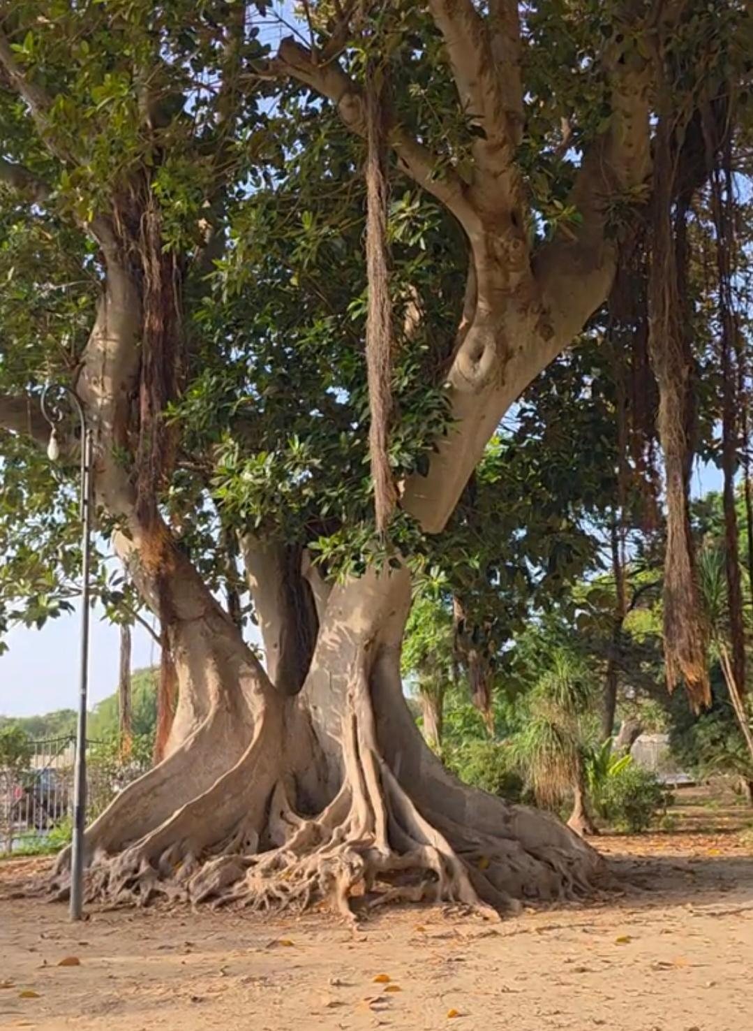 Ficus monumentale con radici aeree a Villa Cavallotti, Marsala